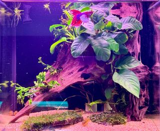 (Category: ) located in . Submitted by desyap (Listing ID 1272171629, Image 1). Description: .