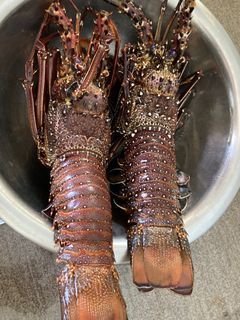 Lobster 🦞