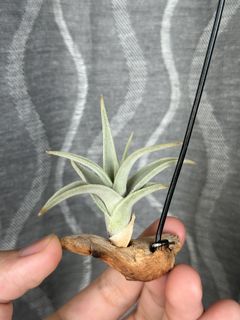(Category: ) located in . Submitted by orchids_galore (Listing ID 1272011075, Image 1). Description: .