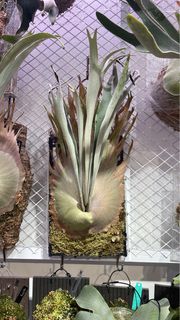 （分類：）位於 。 由 plantxperience 提交（商品編號 1269868447，圖片 1）。簡介： 。