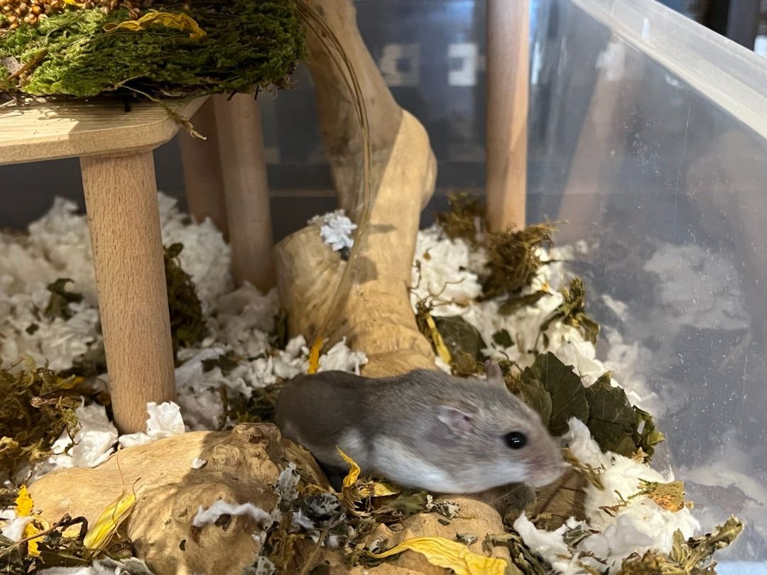 All in one Hamster Cage + Essentials, Pet Supplies, Homes & Other Pet ...