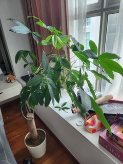 (Category: ) located in . Submitted by aisforanni (Listing ID 1272346433, Image 1). Description: .