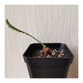 (Category: ) located in . Submitted by HomeGreenery (Listing ID 1272272388, Image 1). Description: .