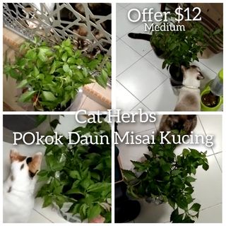 (Category: ) located in . Submitted by petstyle888 (Listing ID 1272294303, Image 1). Description: .