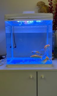 （分類：）位於 。 由 s_happy 提交（商品編號 1272525070，圖片 1）。簡介： 。