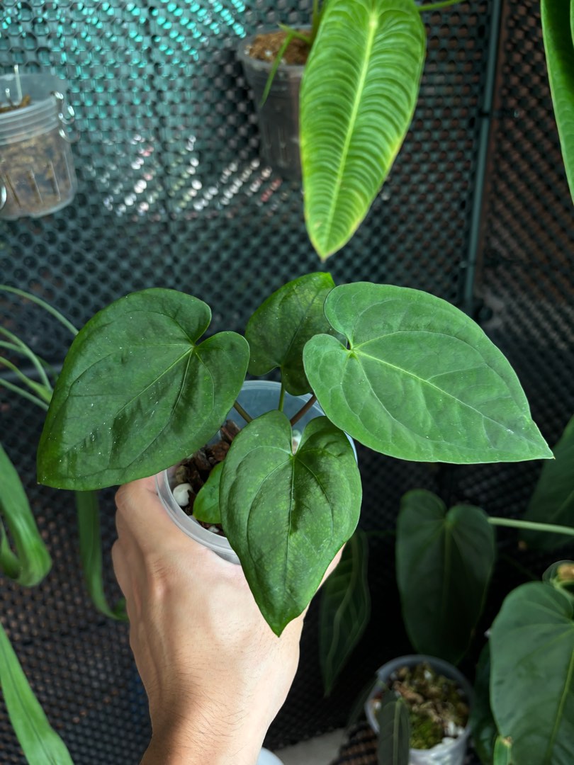 Anthurium RVDP x DP, Furniture & Home Living, Gardening, Plants & Seeds ...