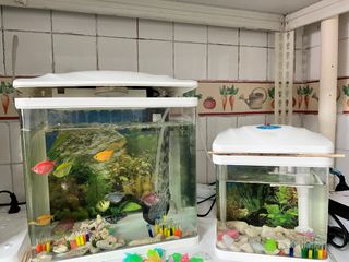 (Category: ) located in . Submitted by ycrex (Listing ID 1272486251, Image 1). Description: .