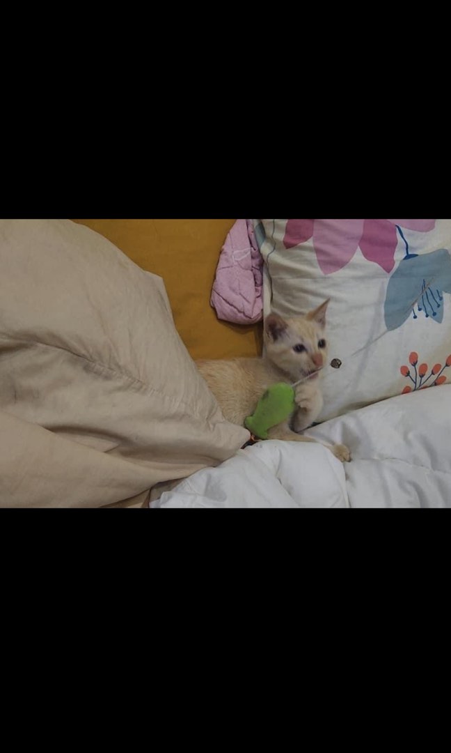 Free kitten stuff 2025