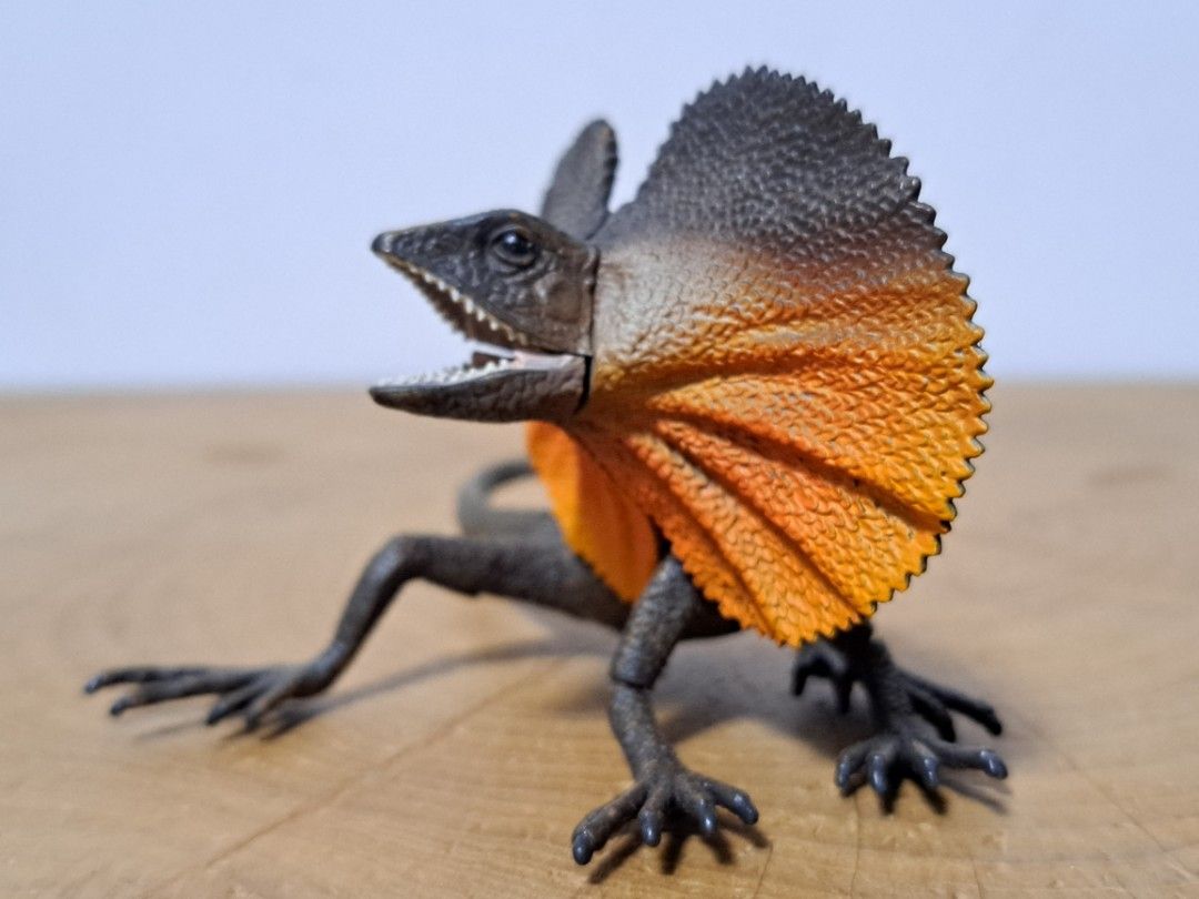 Frilled Lizard, Hobbies & Toys, Toys & Games on Carousell