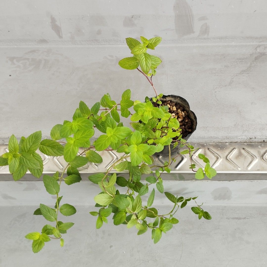 Homegrown Mint Plant in soil, Furniture & Home Living, Gardening, Plants &  Seeds on Carousell