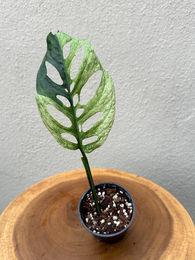 Monstera Acuminata Mint Tricolor, Furniture & Home Living, Gardening,  Plants & Seeds on Carousell