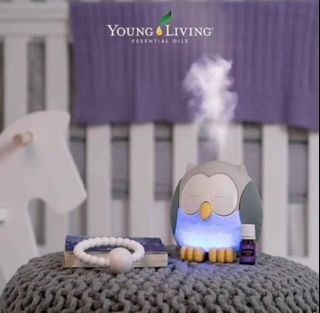 Young living owl