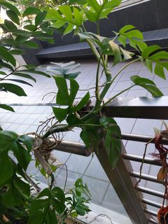 (Category: ) located in . Submitted by 1dollarplants (Listing ID 1268888086, Image 1). Description: .