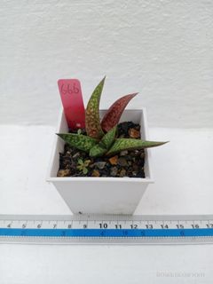 硬葉/多肉植物（裸根寄出）編號：666