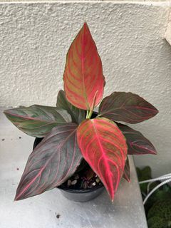 Aglaonema Red Vein