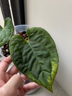 Anthurium Bessae AFF x Luxurians