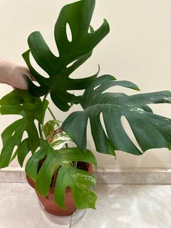 (Category: ) located in . Submitted by houseplantsale (Listing ID 1269009523, Image 1). Description: .
