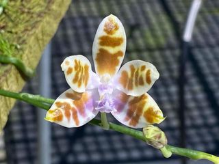 Novelty Phalaenopsis and Phalaenopsis species Collection item 1