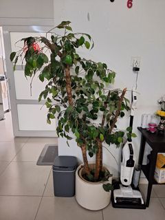 Pokok - Indoor deco tree