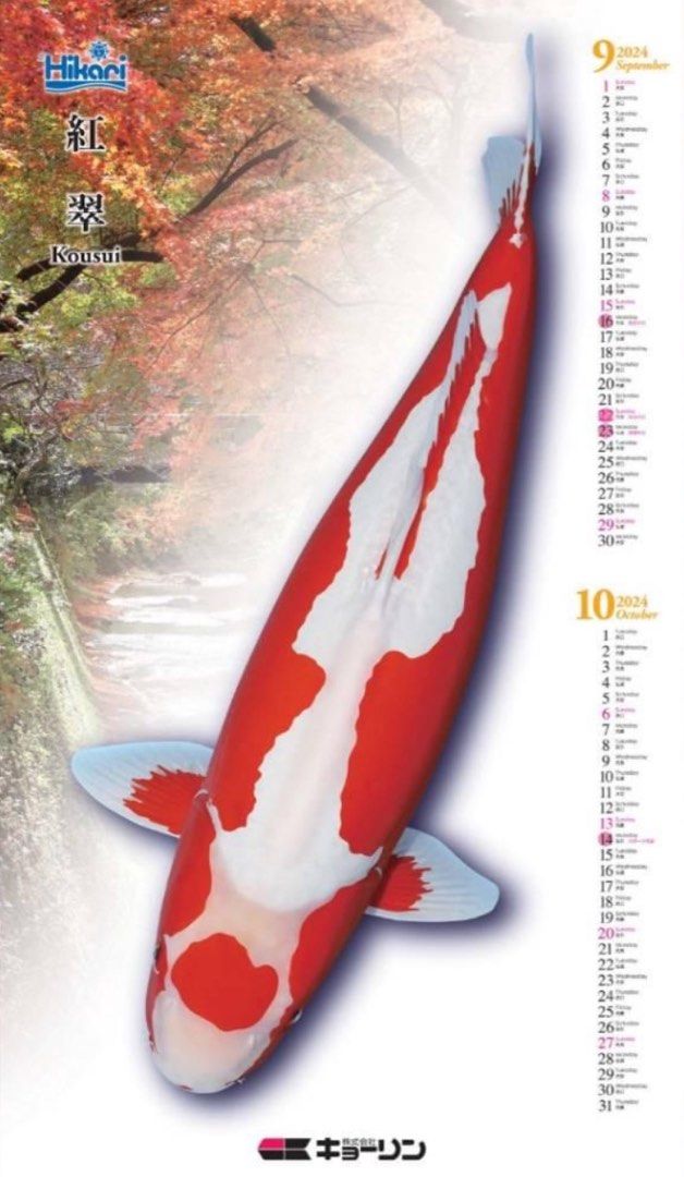 2024 Calendar Hikari Koi Fish Everything Else On Carousell   2024 Calendar Hikari Koi Fish 1703065621 1e4f43fe Progressive 