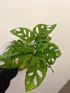 （分類：）位於 。 由 axzsq 提交（商品編號 1272847158，圖片 1）。簡介： 。