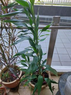 (Category: ) located in . Submitted by 1dollarplants (Listing ID 1272832455, Image 1). Description: .