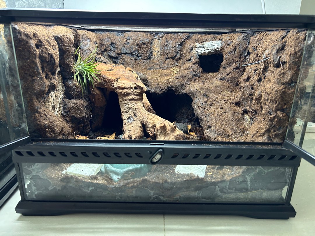 Bioactive vivarium tank 45x45x30cm Pet Supplies Homes Other