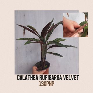 Calathea Rufibarba Velvet