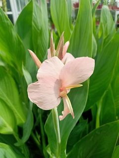 (Category: ) located in . Submitted by backyardgarden (Listing ID 1272683993, Image 1). Description: .