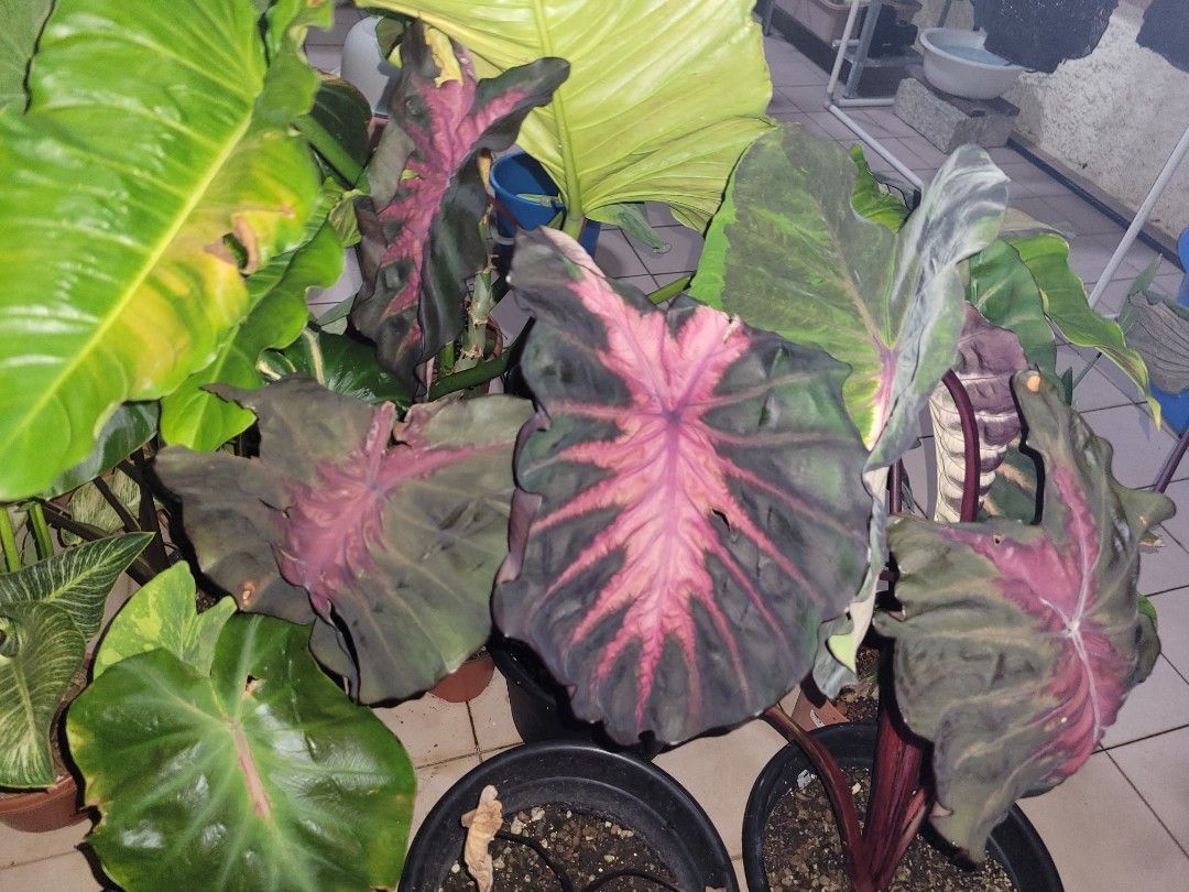 Colocasia Redemption (Category: Plants & Seeds) located in Singapore. Submitted by lawryjr (Listing ID 1272796529, Image 1). Description: Established and growing. Mother plant in 1st pic. Actual plant for sale in 2nd pic. Prices are non-negotiable. Discounts will be given for multiple purchases. Self-collect, or delivery at $15.