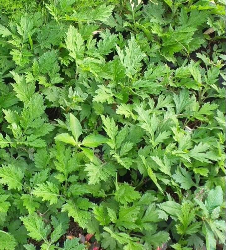 Damong Maria (Category: Plants & Seeds) located in Imus. Submitted by reghailiv09 (Listing ID 1272742703, Image 1). Description: FRESH CUTS (100g) - 100 🌿 Curry Leaves CULINARY HERBS & HERBAL PLANTS 🌿🍀🌱 (50 each) Sweet Basil Thai Basil Holy Basil Lemon Basil Dill Arugula Thyme Jamaican Oregano Tarragon Cilantro (Wansoy) Dog Fennel Parsley (Flat) Parsley (Curly) Lemon Balm Peppermint Lemon Mint Java Mint Choco Mint Apple Mint GotuKola Stevia L