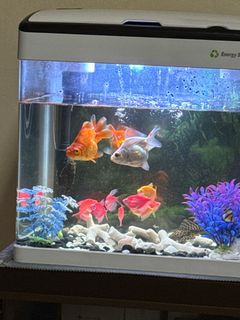 (Category: ) located in . Submitted by clevercrystal_2dfc0b (Listing ID 1272876482, Image 1). Description: .