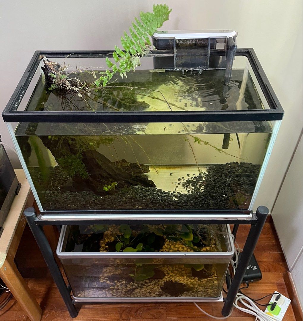 Fish Tanks with Guppies, Bettas & Black Ghost Knife Fish (Double Decker
