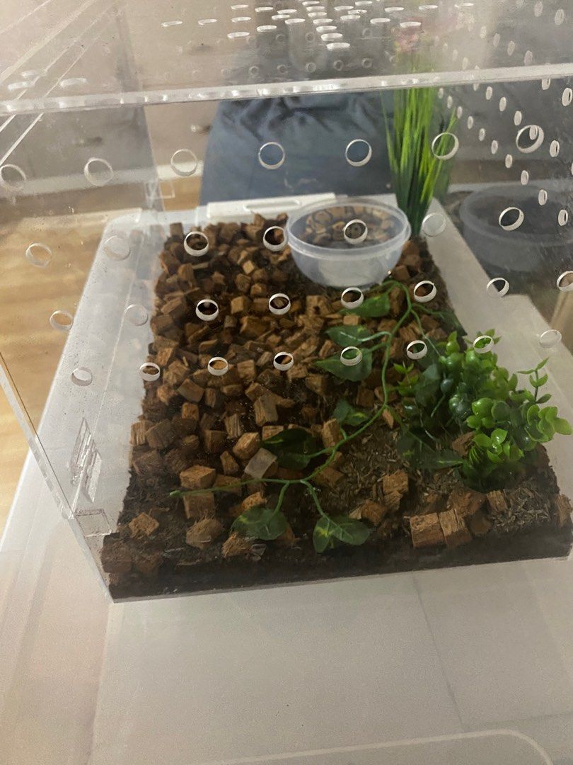 Preparing A Snake Enclosure For New Hatchlings