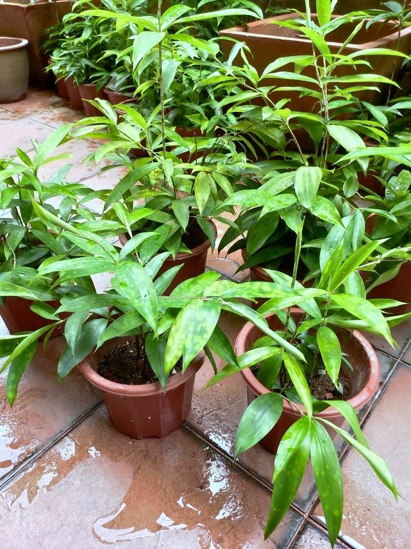 Chinese New Year Lucky Plant Japanese Bamboo Plants Dracaena surculosa