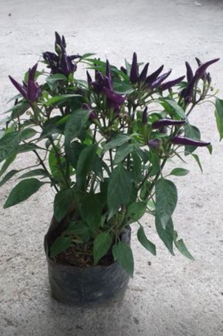 Malaysian Purple Chili (Category: Plants & Seeds) located in Imus. Submitted by reghailiv09 (Listing ID 1272734229, Image 1). Description: FRESH CUTS (100g) - 100 🌿 Curry Leaves CULINARY HERBS & HERBAL PLANTS 🌿🍀🌱 (50 each) Sweet Basil Thai Basil Holy Basil Lemon Basil Dill Arugula Thyme Jamaican Oregano Tarragon Cilantro (Wansoy) Dog Fennel Parsley (Flat) Parsley (Curly) Lemon Balm Peppermint Lemon Mint Java Mint Choco Mint Apple Mint GotuKol
