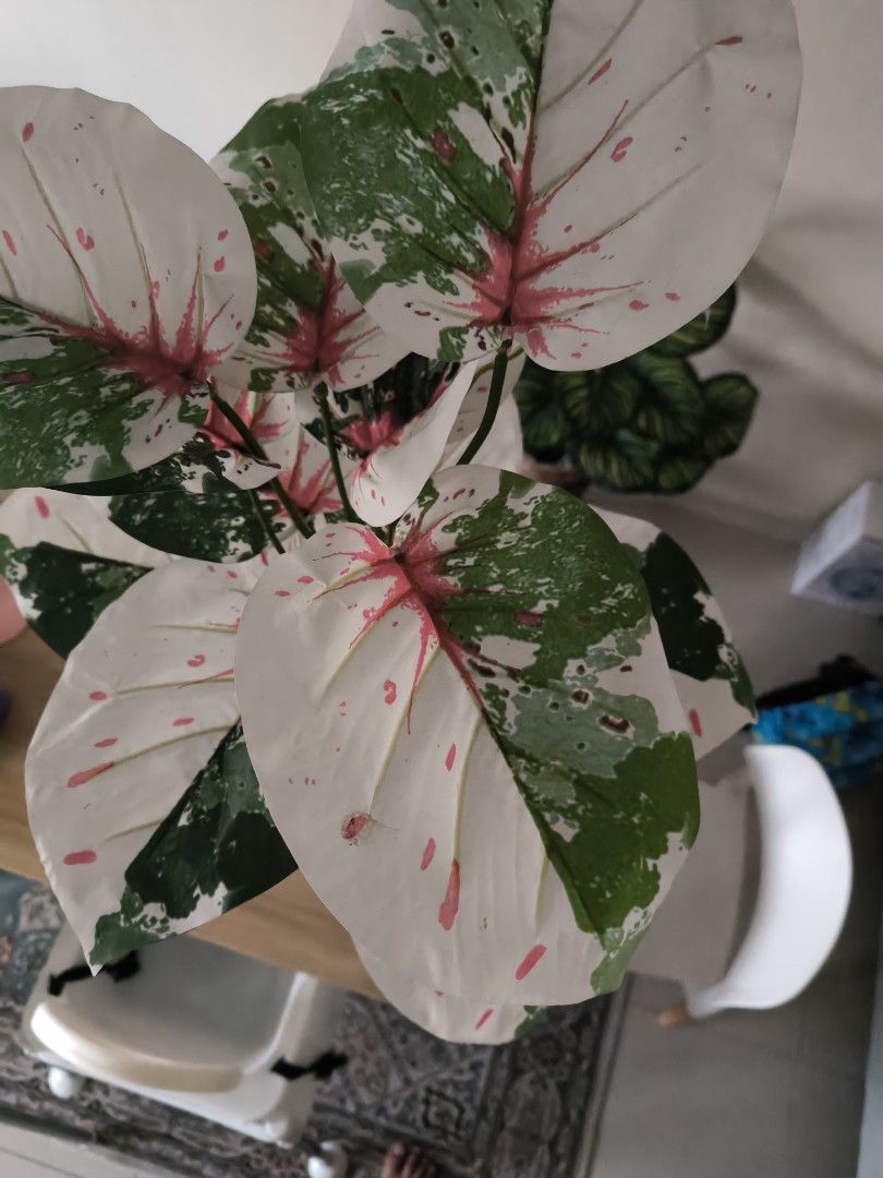 Pokok Hiasan Viral Bersama Pasu, Furniture & Home Living, Home Decor