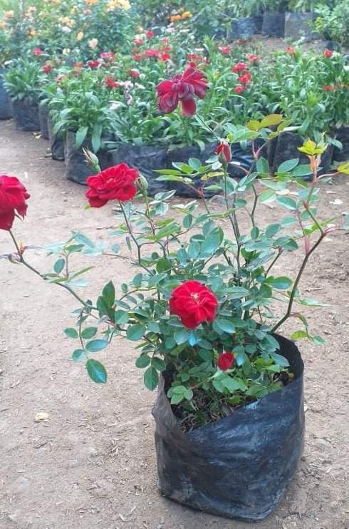 Rose (Category: Plants & Seeds) located in Imus. Submitted by reghailiv09 (Listing ID 1272738413, Image 3). Description: FRESH CUTS (100g) - 100 🌿 Curry Leaves CULINARY HERBS & HERBAL PLANTS 🌿🍀🌱 (50 each) Sweet Basil Thai Basil Holy Basil Lemon Basil Dill Arugula Thyme Jamaican Oregano Tarragon Cilantro (Wansoy) Dog Fennel Parsley (Flat) Parsley (Curly) Lemon Balm Peppermint Lemon Mint Java Mint Choco Mint Apple Mint GotuKola Stevia Local Gre