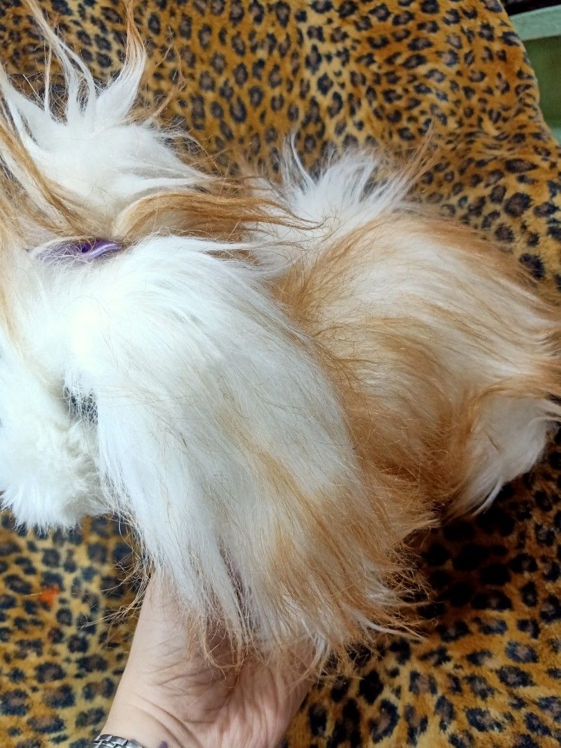 VERY CUTE TESCO BRAND SHIH TZU PLUSH DOG, Hobbies & Toys, Toys & Games ...