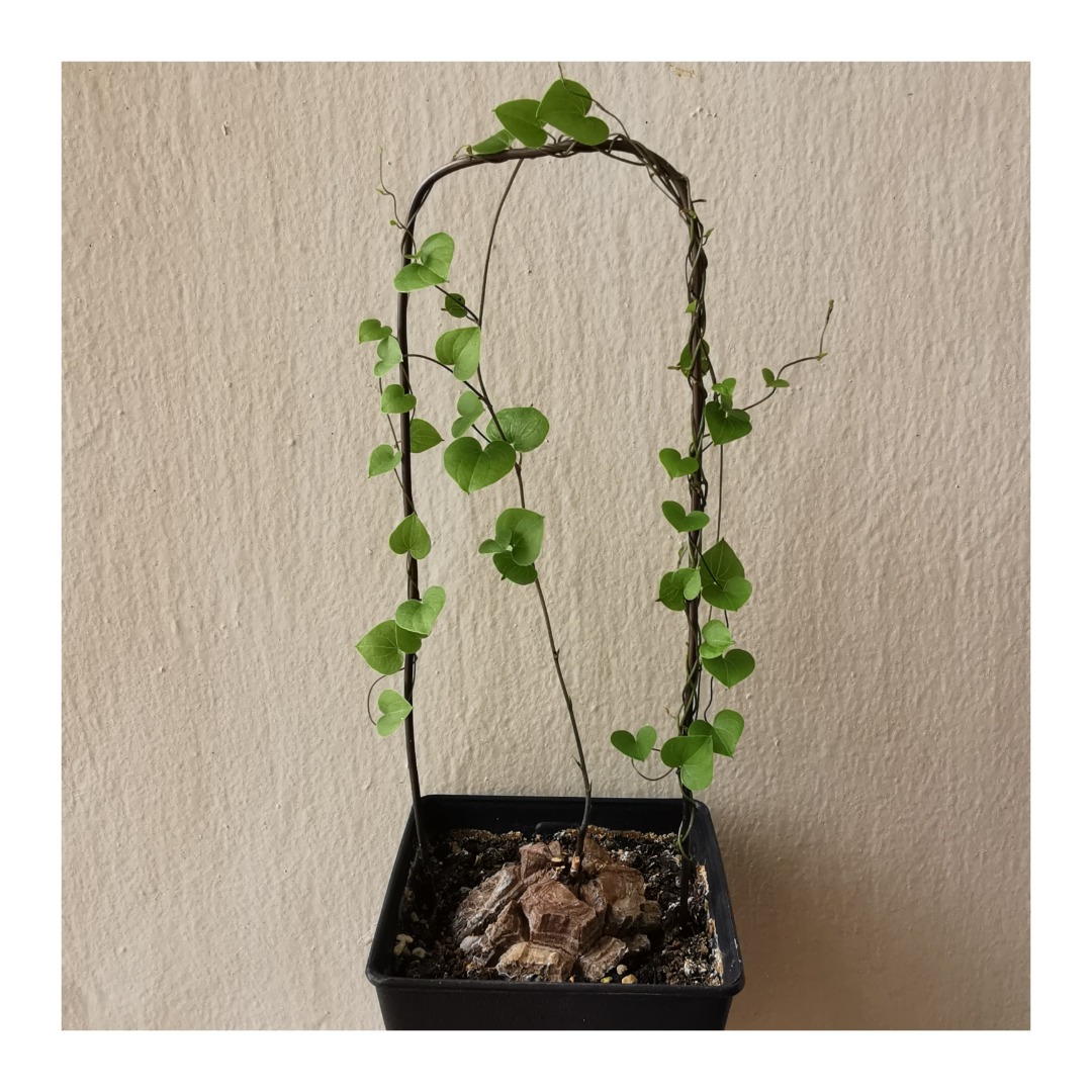Dioscorea elephantipes #07, Furniture & Home Living, Gardening, Plants ...