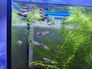 (Category: ) located in . Submitted by jiunsoh (Listing ID 1273042945, Image 1). Description: .