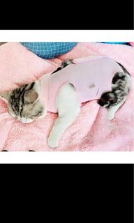 (Category: ) located in . Submitted by sugarcharms (Listing ID 1273101641, Image 1). Description: .