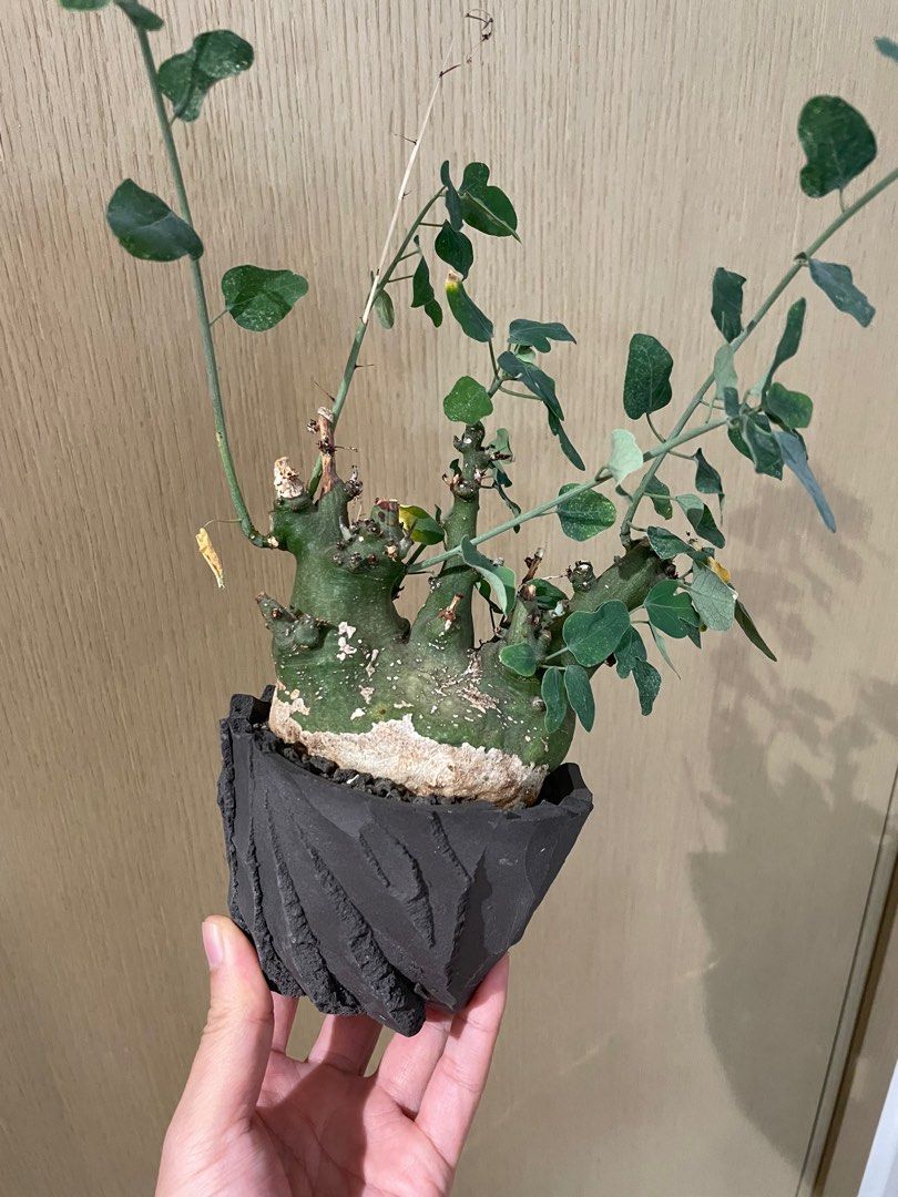 稀少 EARNEST HEARTS × KIKKO 吉光窯 1ST POT M アーネストハーツ