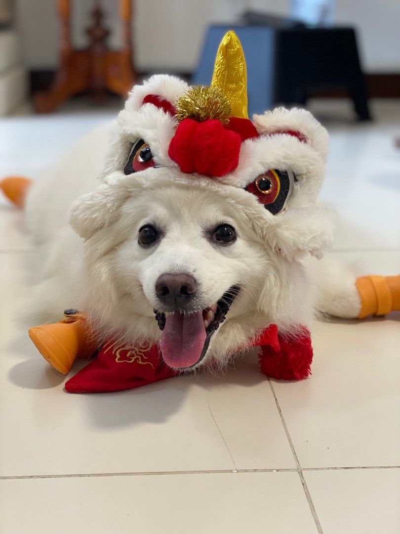 Chinese New Year Dog Hat Costume Cute outfit Pet Supplies