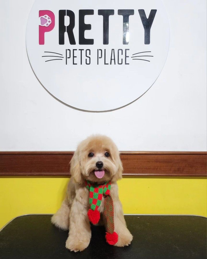 Pet grooming and pet sitting services at Bedok Reservoir