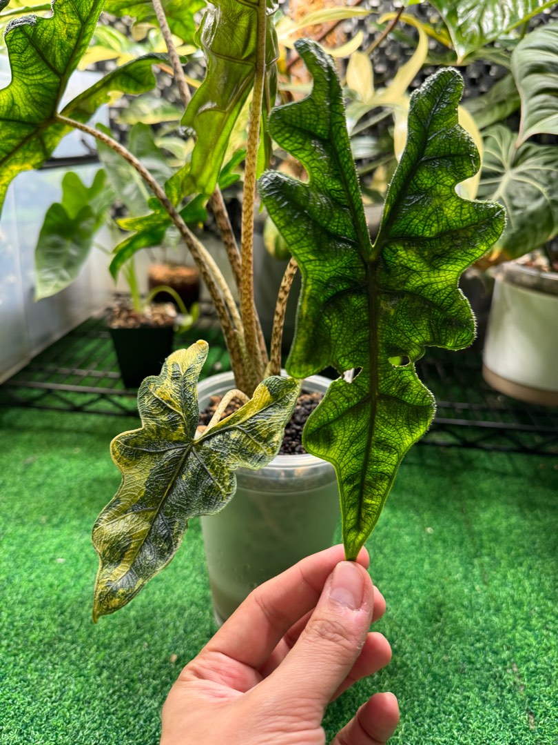 その他観葉植物 Alocasia 'Jacklyn' Variegated Alocasia jacklyn variegated