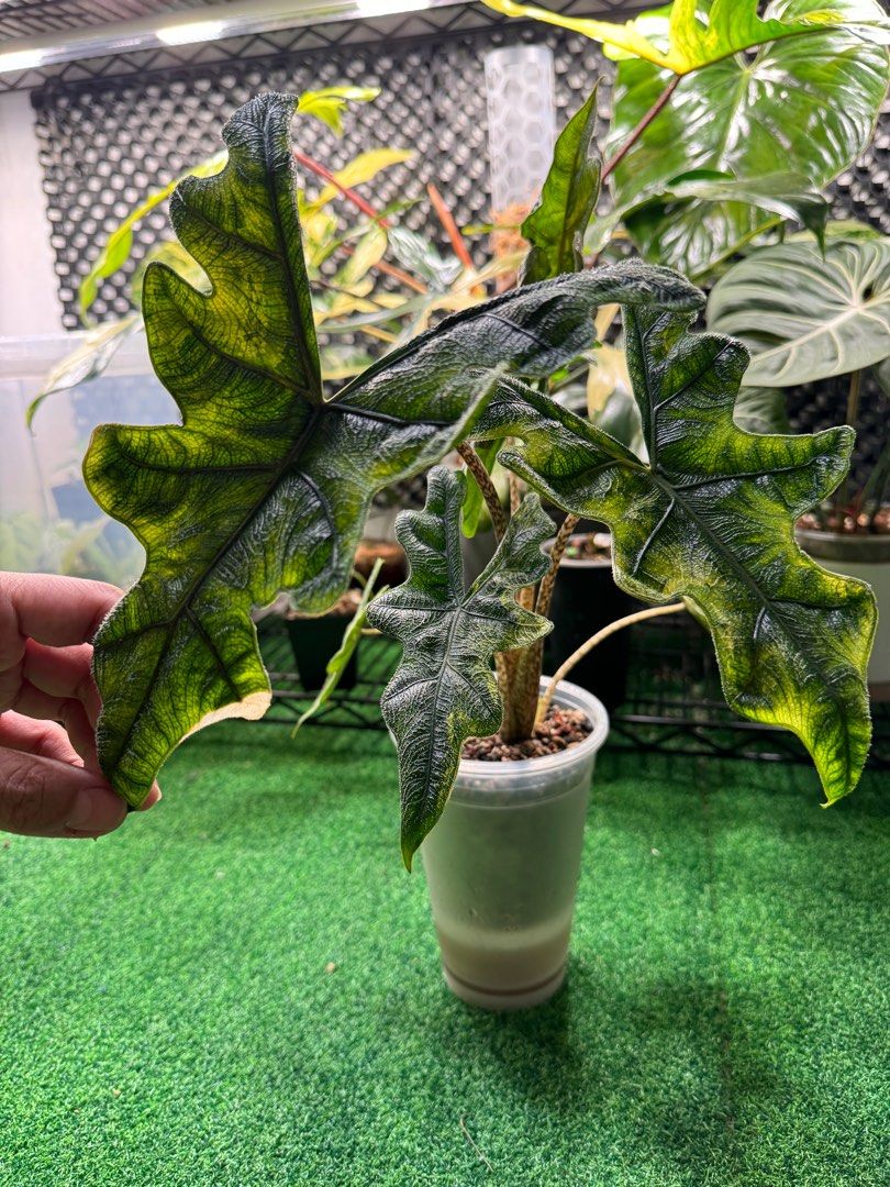 Alocasia Jacklyn Variegated, Furniture & Home Living, Gardening
