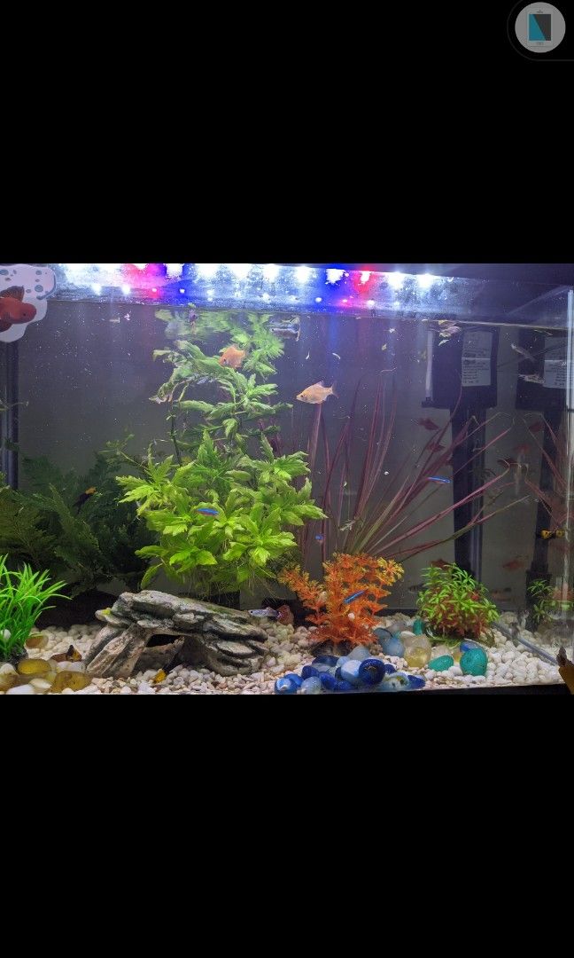 Aquarium with filters and light
