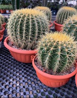 (Category: ) located in . Submitted by gardenfunfarm (Listing ID 1273639138, Image 1). Description: .