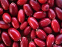 FRESH MIRACLE BERRY - MAGIC FRUIT AVAILABLE (Category: Fresh Produce) located in Marikina City. Submitted by irene.evangelista1 (Listing ID 1273406675, Image 1). Description: ❗ "MIRACLE BERRY TURNS SOUR FOODS TO SWEET"❗ ❗1 FRESH FRUIT - PHP10 ONLY ! (per piece) ❗ PICK UP - MARIKINA AREA ALSO AVAILABLE 👇👇👇 MIRACLE BERRY TREE 3.5 FEET FOR PHP1,200 ONLY ! Proven Health benefits of Miracle Berries... ➡ Miracle Berry's special benefits for chemothe